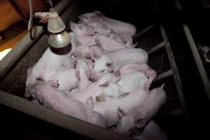 Piglets huddled together for warmth - Australian pig farming - Captured at Wally's Piggery, Jeir NSW Australia.