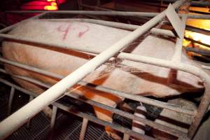 Sow too big for crate - Australian pig farming - Captured at Wally's Piggery, Jeir NSW Australia.