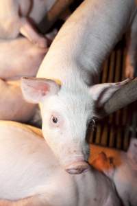 Piglet in crate - Australian pig farming - Captured at Wally's Piggery, Jeir NSW Australia.