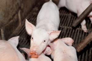 Piglet in crate - Australian pig farming - Captured at Wally's Piggery, Jeir NSW Australia.