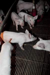 Piglets in crate - Australian pig farming - Captured at Wally's Piggery, Jeir NSW Australia.