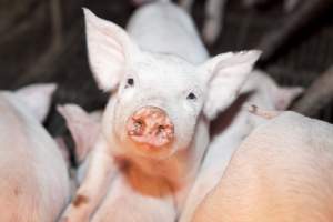 Piglet in crate - Australian pig farming - Captured at Wally's Piggery, Jeir NSW Australia.