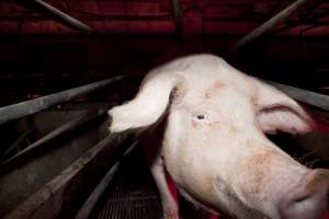 Sow in crate - Australian pig farming - Captured at Wally's Piggery, Jeir NSW Australia.