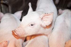 Piglets in crate - Australian pig farming - Captured at Wally's Piggery, Jeir NSW Australia.