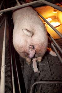 Sow with small prolapse - Australian pig farming - Captured at Wally's Piggery, Jeir NSW Australia.