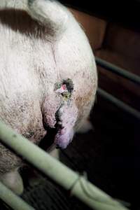 Sow with small prolapse - Australian pig farming - Captured at Wally's Piggery, Jeir NSW Australia.