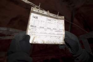 Records above farrowing crate - Australian pig farming - Captured at Wally's Piggery, Jeir NSW Australia.