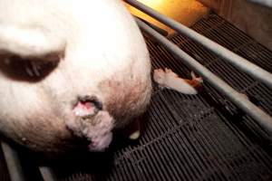 Dead piglet in crate, - Sow with small prolapse in foreground - Captured at Wally's Piggery, Jeir NSW Australia.