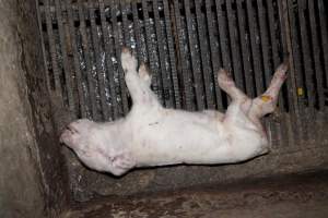 Dead piglet in crate - Australian pig farming - Captured at Wally's Piggery, Jeir NSW Australia.