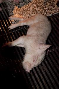 Dead piglet in crate - Australian pig farming - Captured at Wally's Piggery, Jeir NSW Australia.