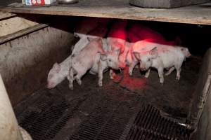 Weaner piglets - Australian pig farming - Captured at Wally's Piggery, Jeir NSW Australia.
