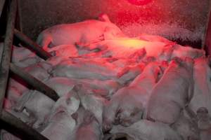 Weaner piglets - Australian pig farming - Captured at Wally's Piggery, Jeir NSW Australia.