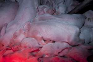 Weaner piglets - Australian pig farming - Captured at Wally's Piggery, Jeir NSW Australia.