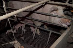 Wally's Piggery - Australian pig farming - Captured at Wally's Piggery, Jeir NSW Australia.