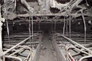 Looking down aisle of farrowing shed - Australian pig farming - Captured at Wally's Piggery, Jeir NSW Australia.