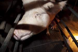 Wally's Piggery - Australian pig farming - Captured at Wally's Piggery, Jeir NSW Australia.