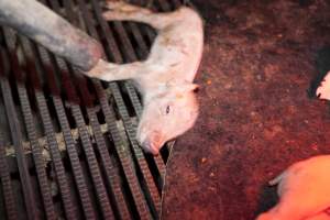 Wally's Piggery - Australian pig farming - Captured at Wally's Piggery, Jeir NSW Australia.