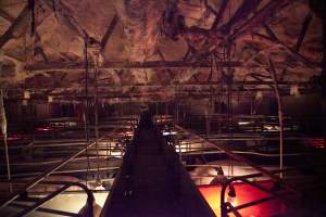 Looking down aisle of farrowing shed - Australian pig farming - Captured at Wally's Piggery, Jeir NSW Australia.