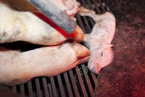 Wally's Piggery - Australian pig farming - Captured at Wally's Piggery, Jeir NSW Australia.