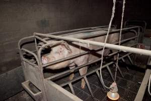 Wally's Piggery - Australian pig farming - Captured at Wally's Piggery, Jeir NSW Australia.