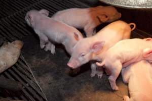 Piglets - Australian pig farming - Captured at Wally's Piggery, Jeir NSW Australia.