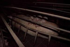 Piglets resting on mother - Australian pig farming - Captured at Wally's Piggery, Jeir NSW Australia.