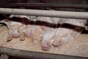 Piglets resting on mother - Australian pig farming - Captured at Wally's Piggery, Jeir NSW Australia.