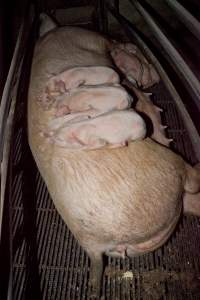 Piglets resting on mother - Australian pig farming - Captured at Wally's Piggery, Jeir NSW Australia.