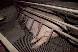 Pregnant sow - Australian pig farming - Captured at Wally's Piggery, Jeir NSW Australia.