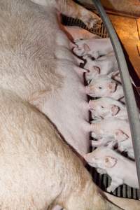 Piglets suckling - Australian pig farming - Captured at Wally's Piggery, Jeir NSW Australia.