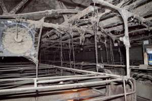 Looking across farrowing shed - Ceiling covered in cobwebs - Captured at Wally's Piggery, Jeir NSW Australia.