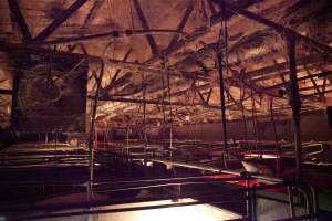 Looking across farrowing shed - Ceiling covered in cobwebs - Captured at Wally's Piggery, Jeir NSW Australia.