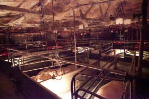 Looking across farrowing shed - Ceiling covered in cobwebs - Captured at Wally's Piggery, Jeir NSW Australia.