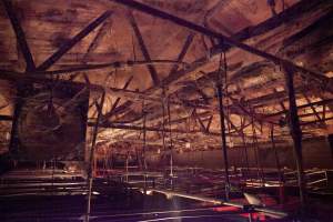 Looking across farrowing shed - Ceiling covered in cobwebs - Captured at Wally's Piggery, Jeir NSW Australia.