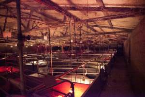 Looking across farrowing shed - Ceiling covered in cobwebs - Captured at Wally's Piggery, Jeir NSW Australia.