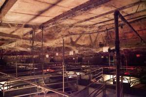 Looking across farrowing shed - Ceiling covered in cobwebs - Captured at Wally's Piggery, Jeir NSW Australia.