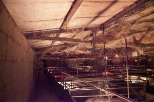 Looking across farrowing shed - Ceiling covered in cobwebs - Captured at Wally's Piggery, Jeir NSW Australia.