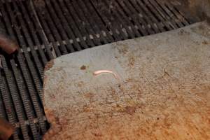 Piglet's tail cut off - Australian pig farming - Captured at Wally's Piggery, Jeir NSW Australia.