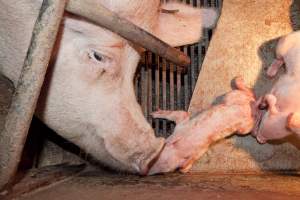 Sow and piglets - Australian pig farming - Captured at Wally's Piggery, Jeir NSW Australia.