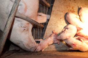 Sow and piglets - Australian pig farming - Captured at Wally's Piggery, Jeir NSW Australia.