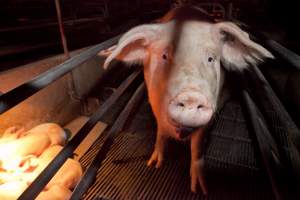 Sow in crate looking at camera - Australian pig farming - Captured at Wally's Piggery, Jeir NSW Australia.