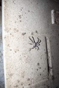 Spider on wall of farrowing shed - Australian pig farming - Captured at Wally's Piggery, Jeir NSW Australia.