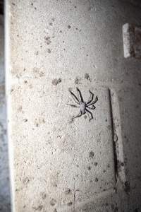 Spider on wall of farrowing shed - Australian pig farming - Captured at Wally's Piggery, Jeir NSW Australia.