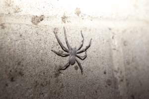 Spider on wall of farrowing shed - Australian pig farming - Captured at Wally's Piggery, Jeir NSW Australia.