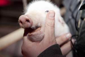 Piglet's teeth - Australian pig farming - Captured at Wally's Piggery, Jeir NSW Australia.