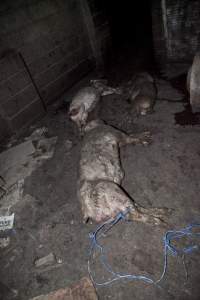 Dead pigs in slaughter room - Australian pig farming - Captured at Wally's Piggery, Jeir NSW Australia.