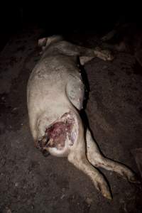 Dead pig in slaughter room - Australian pig farming - Captured at Wally's Piggery, Jeir NSW Australia.