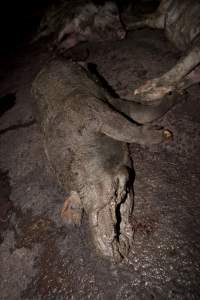 Dead pigs in slaughter room - Australian pig farming - Captured at Wally's Piggery, Jeir NSW Australia.