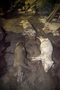 Dead pigs in slaughter room - Australian pig farming - Captured at Wally's Piggery, Jeir NSW Australia.