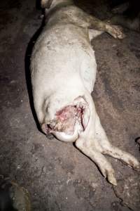 Dead pigs in slaughter room - Australian pig farming - Captured at Wally's Piggery, Jeir NSW Australia.